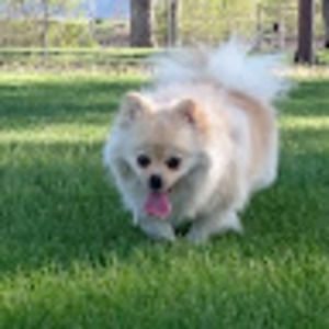 Meet your Posher, Corinne